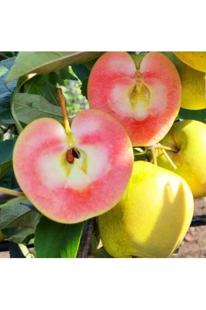 Яблуня Хідден Роуз із червоном’ясими плодами крупним планом